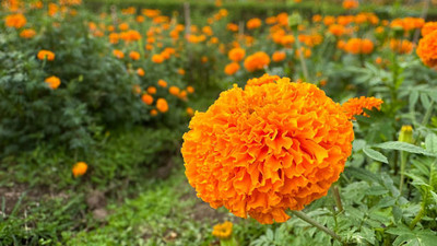 Chalissa marigold/gende ka phool flower seeds Seed(50 per packet)