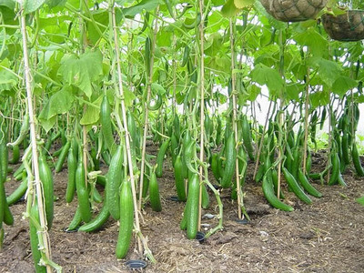 CRGO CUCUMBER , KHEERA Seed(20 per packet)