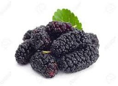 Oliver MULBERRY (shshatoot) fruit seeds Seed(129 per packet)