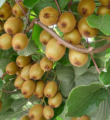 kranti farms kiwi Seed(30 per packet)