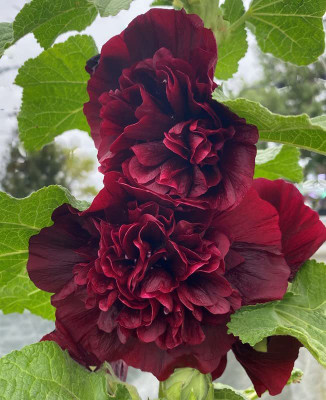 KANAYA Hollyhock (Hybrid) Seeds With Free Germination Potting Soil Mix Seed(13 per packet)