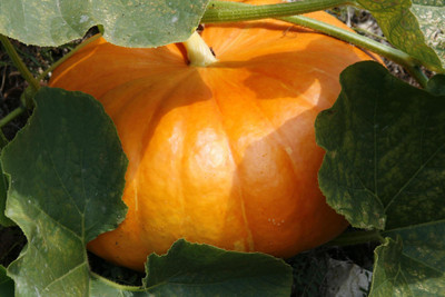 abiswas Sweet Pumpkin Seeds For Gardening Seed(220 per packet)