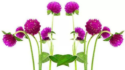 Aro Gomphrena Seed(135 per packet)