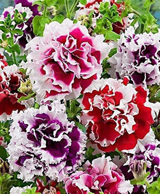 VibeX GBPUT-95 - Double Oblique Petunia Flower - (60 Seeds) Seed(60 per packet)