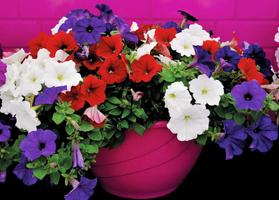 CYBEXIS Petunia Unicum Rainbow Cascade Seeds Seed(1 g)