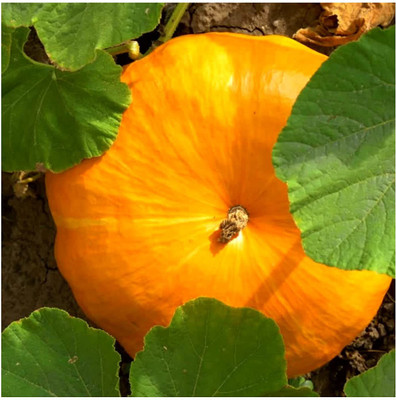 VibeX NBIR-59 - Desi Pumpkin_Small_ - (300 Seeds) Seed(300 per packet)