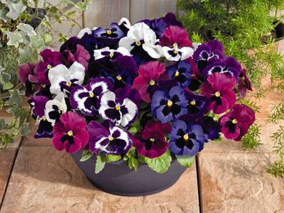 KANAYA Pansy Swiss Gaint Mixed Flower Seed(25 per packet)