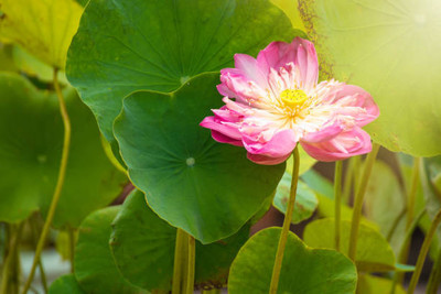 INTRA lotus,kamal gatta Seed(10 per packet)