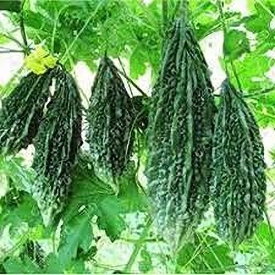 Aywal Vegetable seed -Bitter Gourd - Karela Seeds F1 Hybrid Seed(50 per packet)