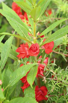 XOLDAA BALSAM FLOWER SEEDS Seed(30 per packet)