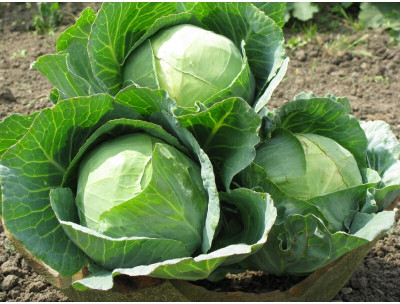 DEYS AGRO ™ cabbage seeds,hybrid vegetable Seed(210 per packet)