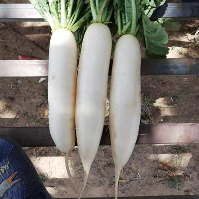 Avysa मूली के बीज White radish Seed(2000 per packet)