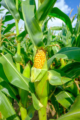 Kodali F1 Hybrid Corn Seeds Pack Of 59 Seed(59 per packet)