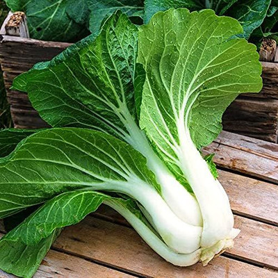 WILLVINE PUAS -X Chinese Cabbage Bok Choy Beautiful [50g] Seed(15000 per packet)