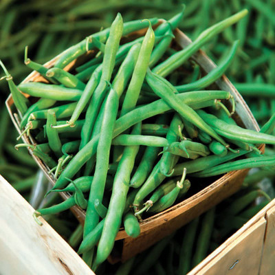 CYBEXIS Organic Running Bean Seeds800 Seeds Seed(800 per packet)
