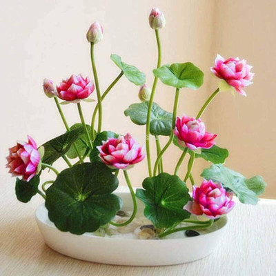 DEYSO japanese BONSAI Lotus seeds, DRAWF varaiety, for your indoor decoration, f1 HYBRID Seed(17 per packet)
