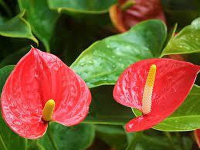 wequality anthurium flower seeds,anthurium seeds,flower seeds Seed(65 per packet)