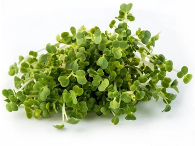CYBEXIS MIZUNA GREEN MICROGREEN SEEDS200 Seeds Seed(200 per packet)