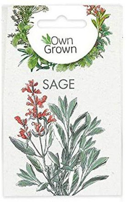 CYBEXIS Sage Heirloom Herb Seeds700 Seeds Seed(700 per packet)