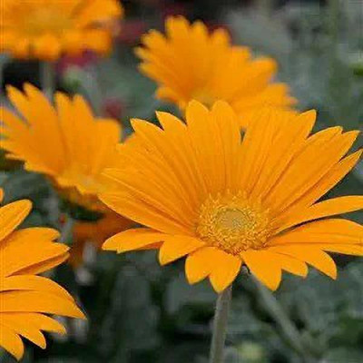 MAA Daisy Seed(100 per packet)