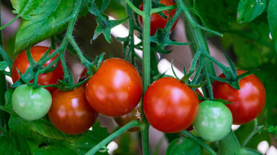 DENWYK tomato Seed(25 per packet)