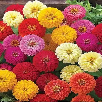 UGRA Zinnia Mix Seeds Seed(10 per packet)