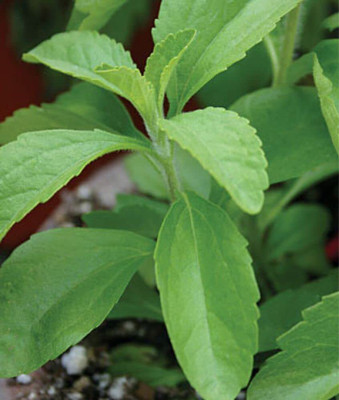 TRICONE Stevia Seeds Stevia Sweet Leaves Candy Leaf Seeds Herb Seeds 10 Beej GT20 Seed(10 per packet)