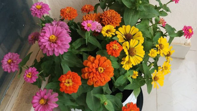 CRGO ZINNIA Seed(10 per packet)