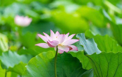 Pihu lotus,kamal seeds Seed(20 per packet)