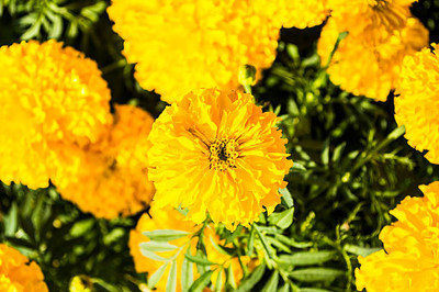 API marigold/gende ka phool flower seeds Seed(75 per packet)