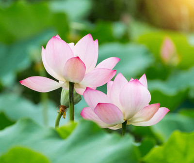Liker lotus,kamal gatta Seed(10 per packet)