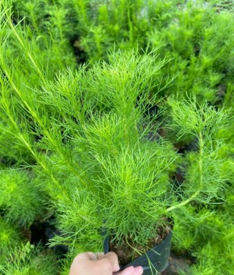 Quentova Dills seed, Dill bouquet herb-PALLAV-3E Seed(300 per packet)