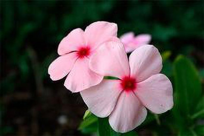 Mozette Exotic vinca Seed(36 per packet)