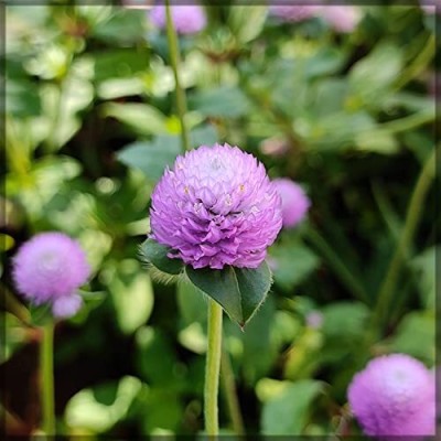 Aywal Gomphrena White / Globe amaranth / Gomphrena globosa White Flower Seed(60 per packet)