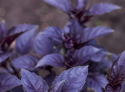 WILLVINE NBIR-92 Purple Dark Opal Basil Seed(1000 per packet)