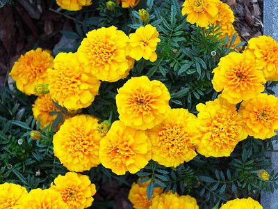 Top aam ka beej marigold,gende ka phool seeds Seed(20 per packet)