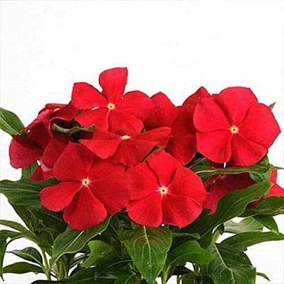 the green dotcom Vinca Seed(70 per packet)