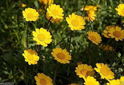 CYBEXIS YELLOW DAISY Chrysanthemum Multicaule Mini Marguerite Flower Seeds Seed(25 per packet)