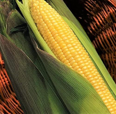 Qualtivate PUAS-8A Kandy Korn Yellow Sweet Corn Seeds Seed(400 per packet)