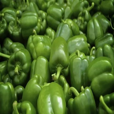 VASUDHA Capsicum Green Organic Seed(100 per packet)