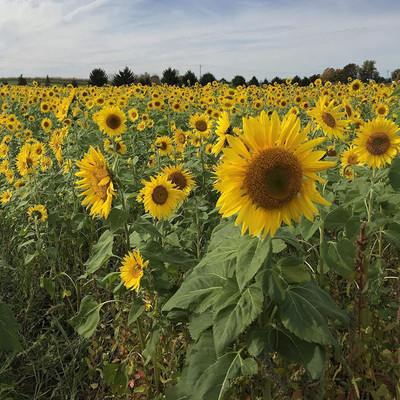 CYBEXIS XL-29 - Wild Sunflower Plant Flower - (1350 Seeds) Seed(1350 per packet)
