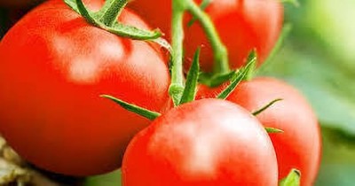 XOLDAA kashmiri hybrid tomato seeds Seed(95 per packet)