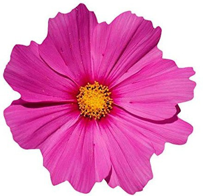 CYBEXIS Hybrid Common Cosmos Seeds - Pink Seed(50 per packet)