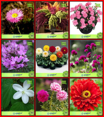 LPR MIX COMBO, FLOWER COMBOO Seed(100 per packet)