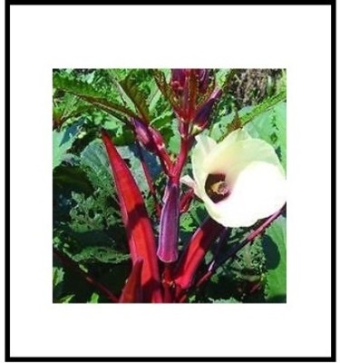 Qualtivate HYB-3A OKRA BHINDI SCARLET RED Seed(300 per packet)