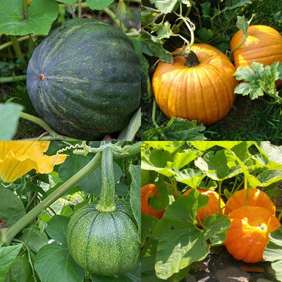 ibains Pumpkin seeds for growing biij 24 Seed(24 per packet)