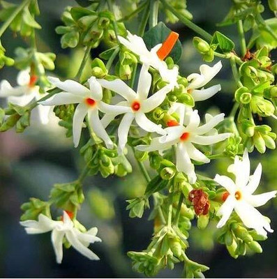 KNESSiN Flower Seed(50 per packet)