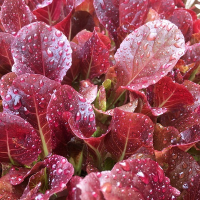 Mozette Organic red lettuce Seed(39 per packet)
