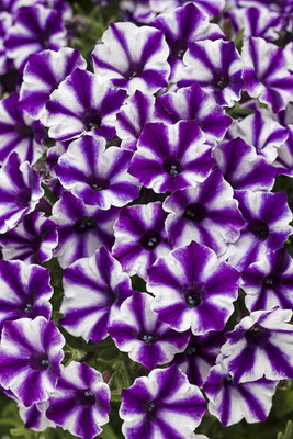 WHADE Violet Star Petunia Seed(70 per packet)