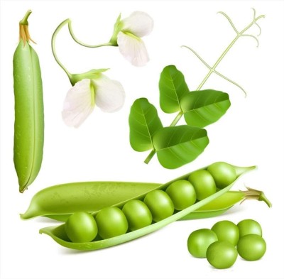 KNESSiN Pea Cute Pods Seed(250 per packet)